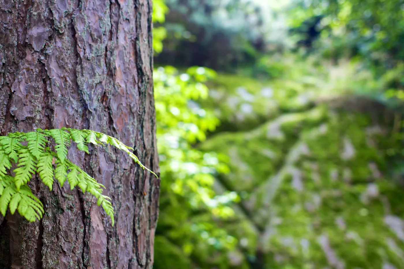 Arboristi